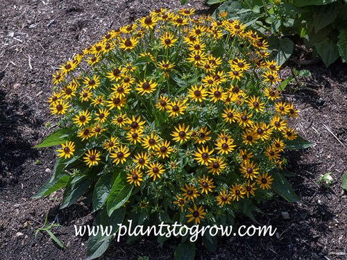 Little Goldstrum Rudbeckia (Rudbeckia fulgia)